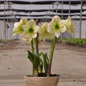 An Emerald Dawn Amaryllis, featuring multiple large pale yellow-green blooms, is potted and placed on the greenhouse floor among rows of other plants beneath shade cloth.