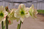 Emerald Dawn Amaryllis features cream petals with light pink edges and green centers, blooming on tall stems against a soft gray outdoor background.
