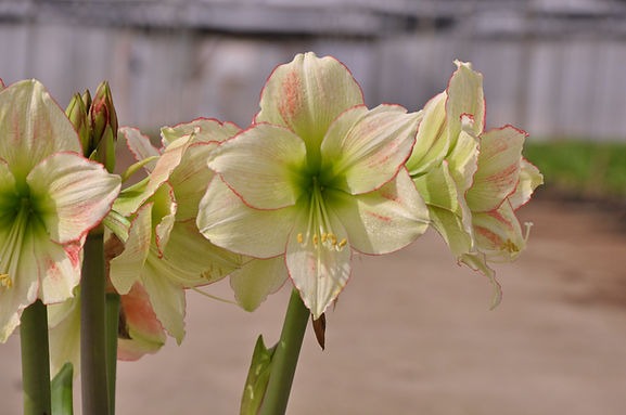 Emerald Dawn Amaryllis features cream petals with light pink edges and green centers, blooming on tall stems against a soft gray outdoor background.