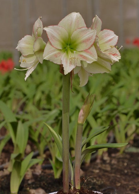 A close-up of the Emerald Dawn Amaryllis shows its large white and pale pink blooms atop tall green stems, surrounded by lush foliage and garden soil.