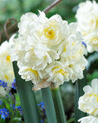 A close-up of Erlicheer Paperwhites - Bare Bulb 10 Pack shows double white daffodil blooms with yellow centers, set among green leaves and blurred blue flowers in the background.