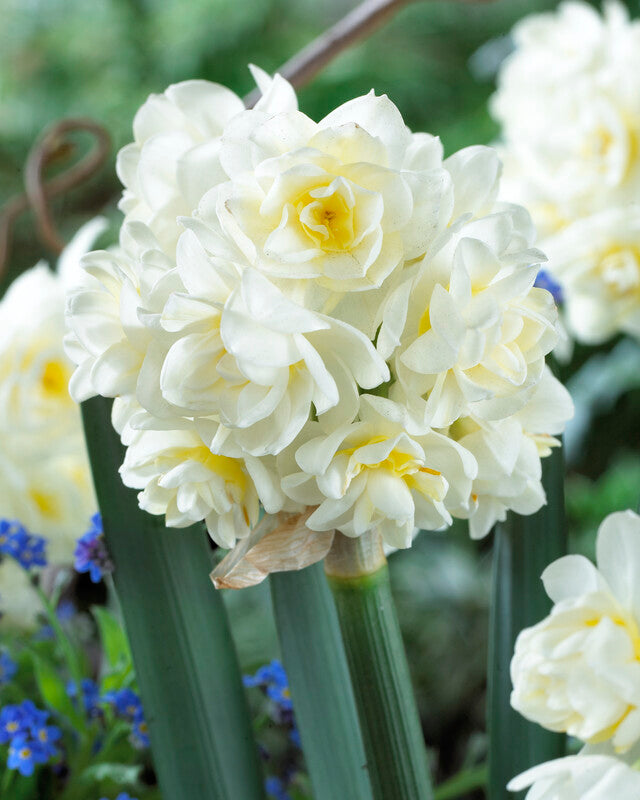 A close-up of Erlicheer Paperwhites - Bare Bulb 10 Pack shows double white daffodil blooms with yellow centers, set among green leaves and blurred blue flowers in the background.