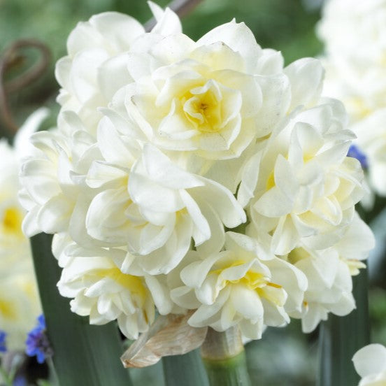 A close-up of white and pale yellow double-flowered Erlicheer Paperwhites from the Bare Bulb 10 Pack, resembling classic Paperwhites, with lush green leaves in the background.