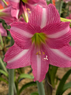 A close-up of the Estella Amaryllis shows its vibrant pink and white striped petals and yellow-green center, blooming outdoors among other flowers and green stems.