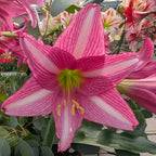 The Estella Amaryllis features large pink and white striped blooms with a greenish-yellow center, set amid lush green leaves and other Estella Amaryllis flowers in the background.