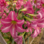 Close-up of Estella Amaryllis lilies in bloom, displaying vivid pink and white stripes with green stems, set against a softly blurred floral background.