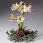 The Eucalyptus Waxed Amaryllis Wreath from Bulb & Blossom is the perfect size to display around a waterless amaryllis bulb. Realistic soft green faux eucalyptus foliage adds natural beauty to waterless amaryllis displays.