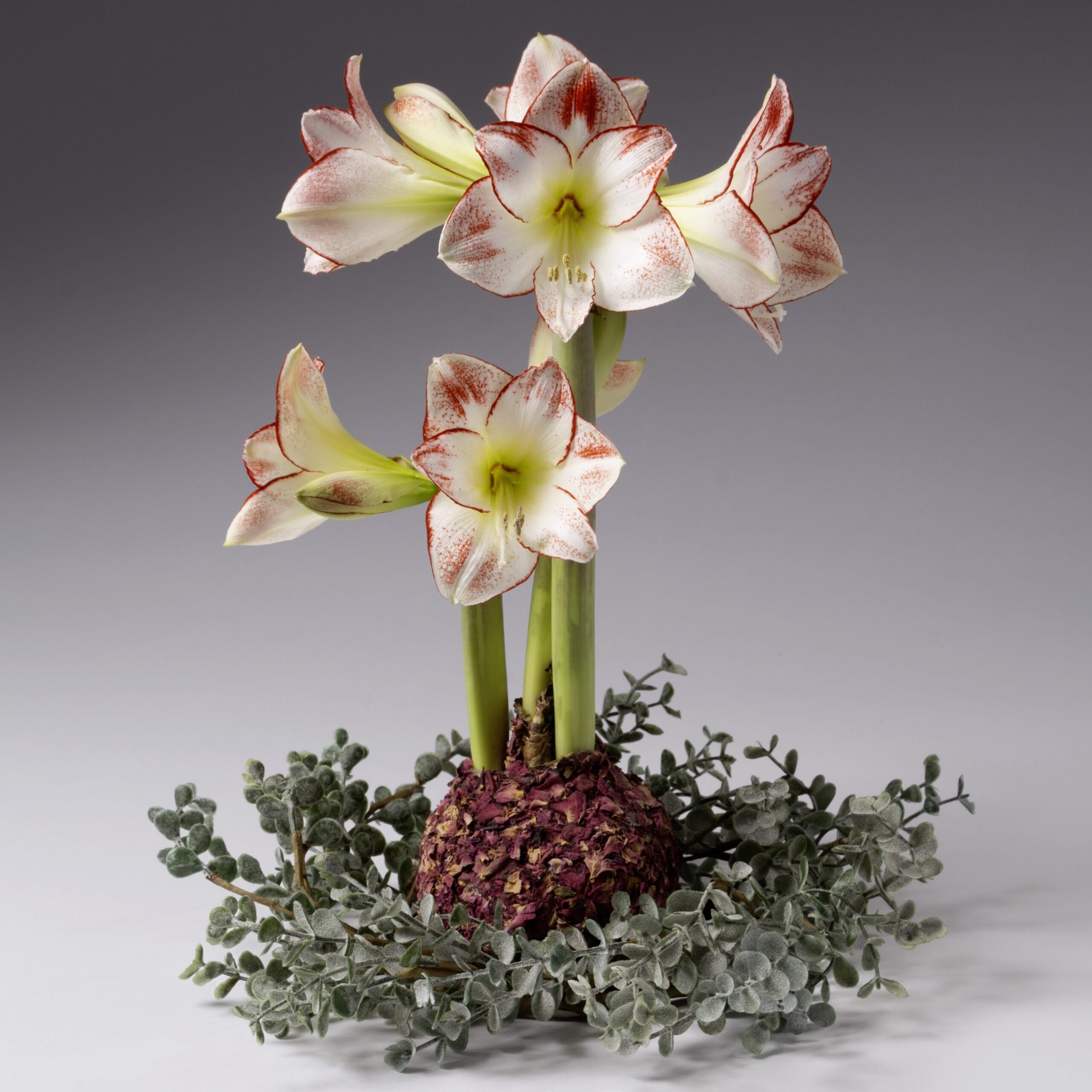 The Eucalyptus Waxed Amaryllis Wreath from Bulb & Blossom is the perfect size to display around a waterless amaryllis bulb. Realistic soft green faux eucalyptus foliage adds natural beauty to waterless amaryllis displays.