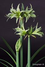 Three green flowers bloom on tall, straight stems with elongated leaves against a dark background. Additional buds are present near the base, indicating more flowers will bloom soon. The image is labeled with "Evergreen Amaryllis®" in the bottom right corner.