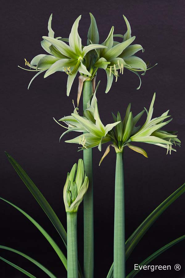 Three green flowers bloom on tall, straight stems with elongated leaves against a dark background. Additional buds are present near the base, indicating more flowers will bloom soon. The image is labeled with "Evergreen Amaryllis®" in the bottom right corner.