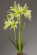 The Evergreen Amaryllis is a striking tall green plant featuring long, slender leaves and multiple pale green, star-shaped flowers on two stems. Against the plain gray background, its delicate and intricate blooms truly stand out.