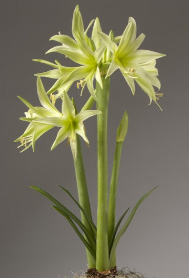 The Evergreen Amaryllis is a striking tall green plant featuring long, slender leaves and multiple pale green, star-shaped flowers on two stems. Against the plain gray background, its delicate and intricate blooms truly stand out.