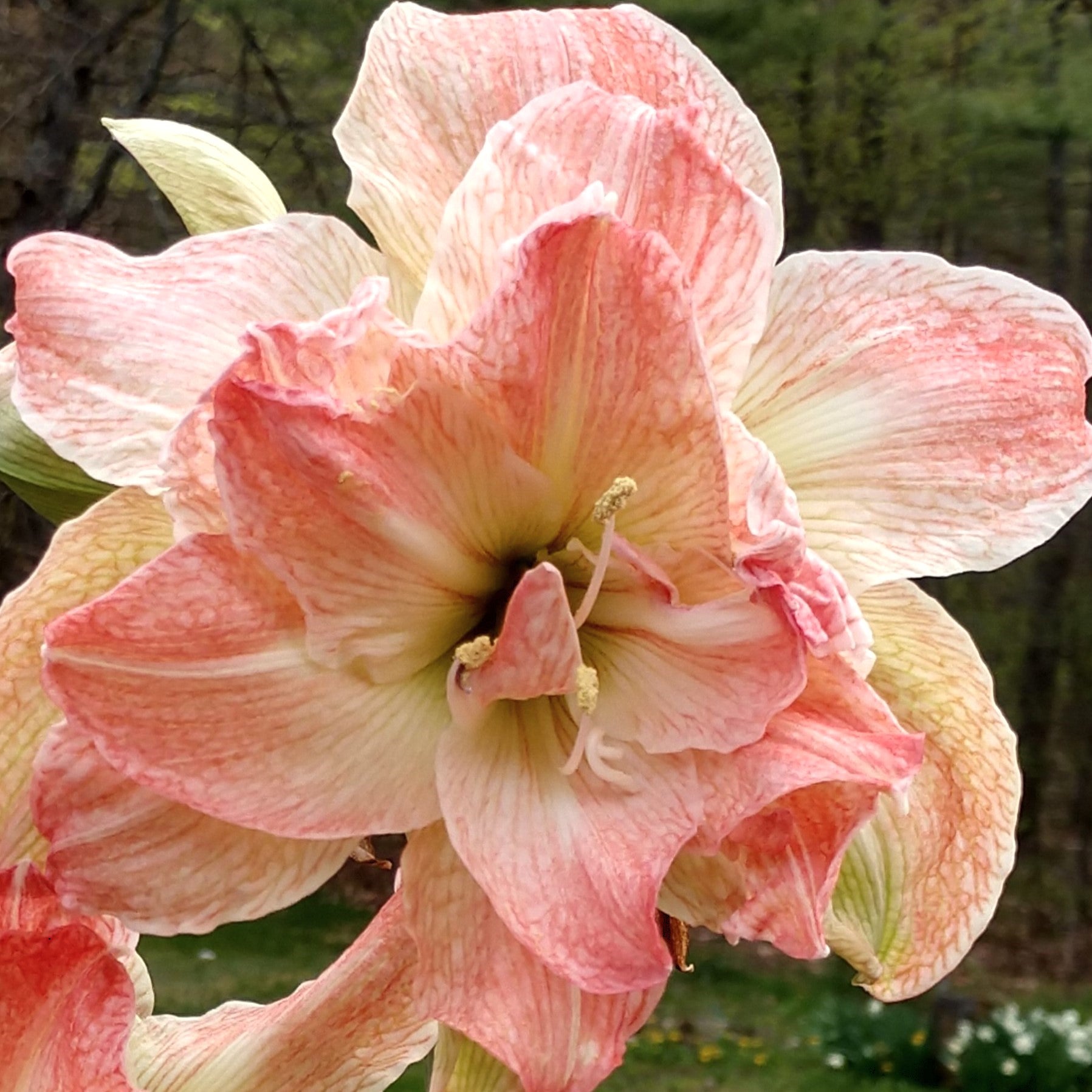 Close-up of the Exotic Nymph Amaryllis in bloom, featuring peach and pink striped petals with prominent stamens, set against a softly blurred green background.