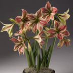 Exotic Star Dutch Amaryllis bulbs from Bulb & Blossom feature large single blooms in a pale green shade with bold burgundy veining.