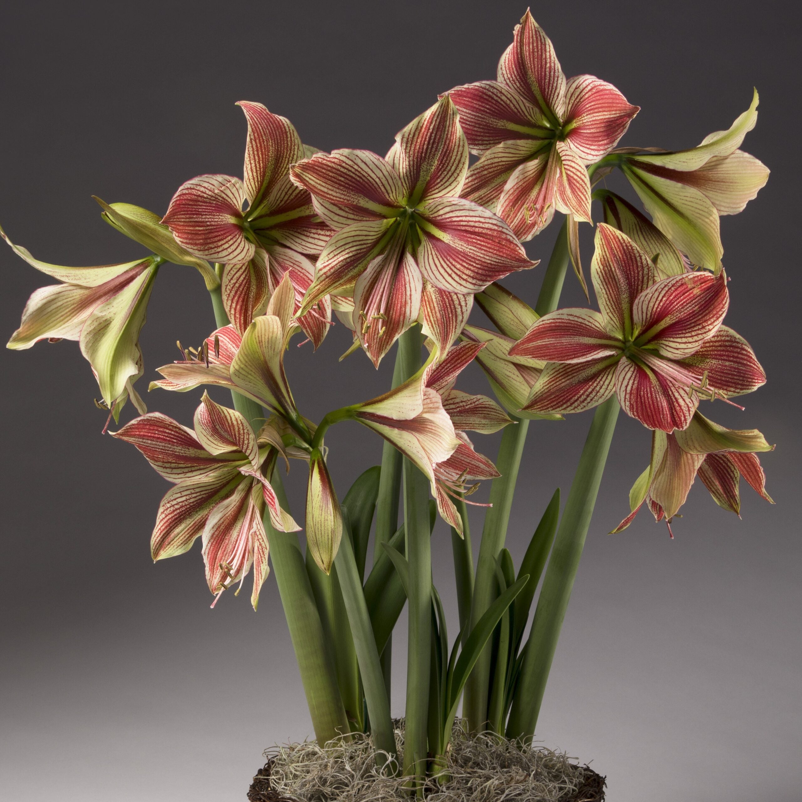 Exotic Star Dutch Amaryllis bulbs from Bulb & Blossom feature large single blooms in a pale green shade with bold burgundy veining.