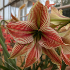 Exotic Star Dutch Amaryllis bulbs from Bulb & Blossom feature large single blooms of pale green with burgundy striping.