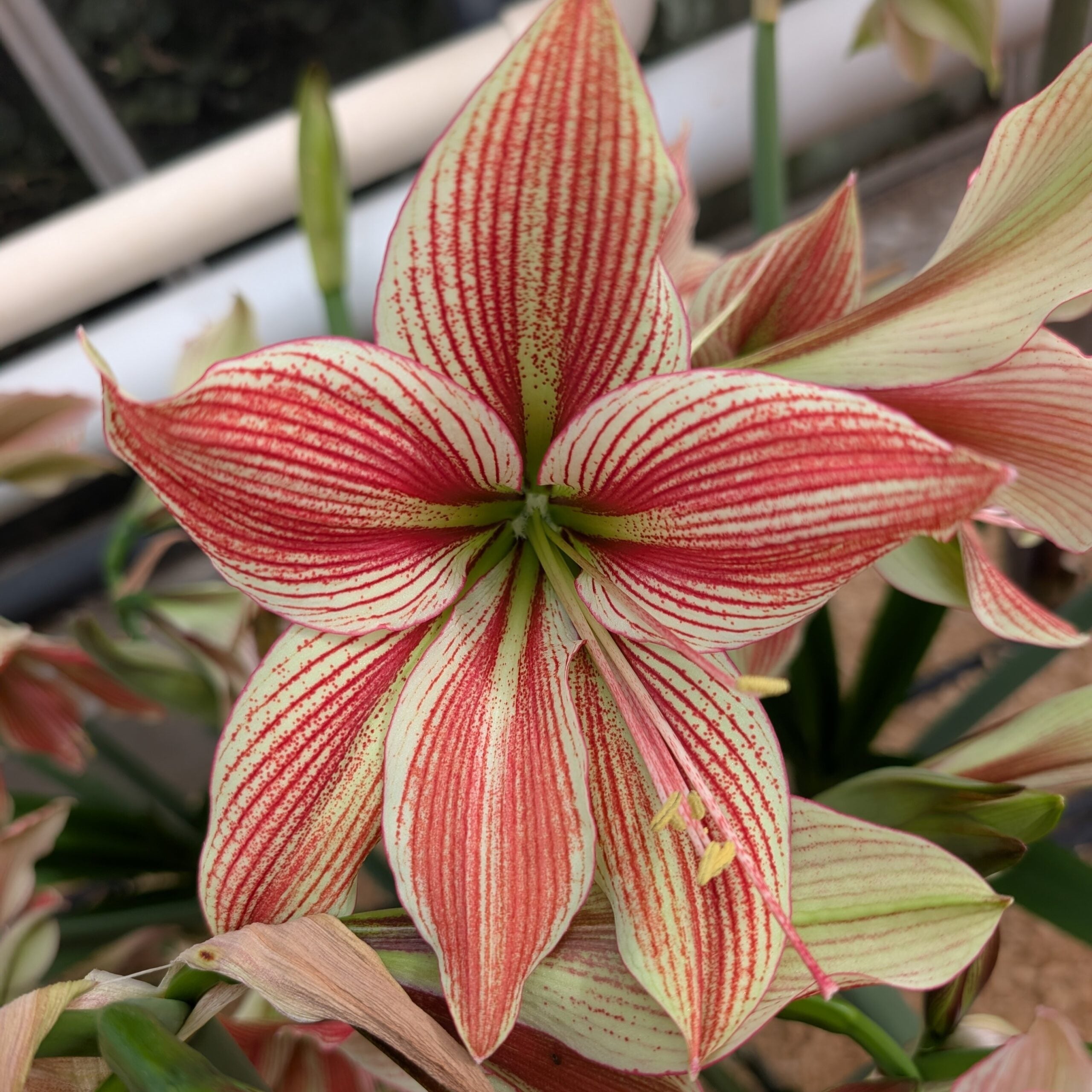 Exotic Star Dutch Amaryllis bulbs from Bulb & Blossom produce large single blooms in soft green with bold burgundy veining.