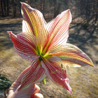 Exotic Star Dutch Amaryllis bulbs from Bulb & Blossom feature large single blooms of pale green with pronounced maroon veining.