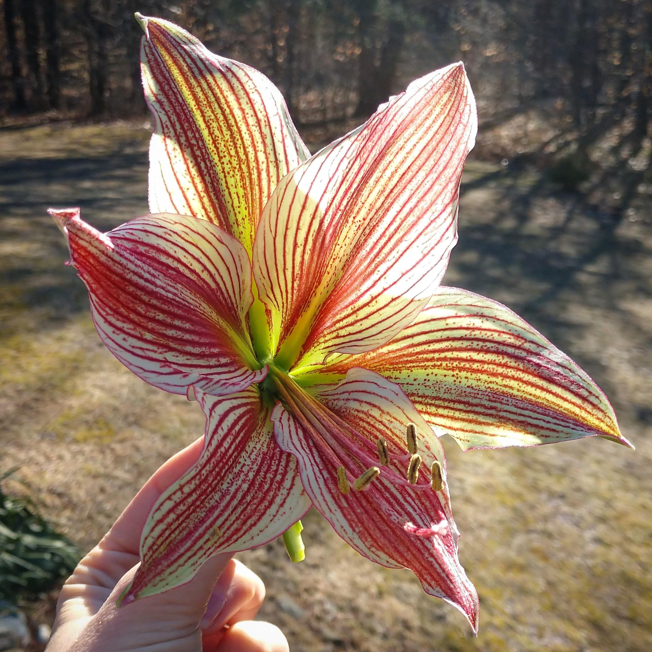 Exotic Star Dutch Amaryllis bulbs from Bulb & Blossom feature large single blooms of pale green with pronounced maroon veining.
