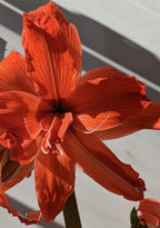 Fanfare amaryllis bulbs from Bulb & Blossom produce multiple stems of vibrant double orange-red blooms. A cultivar of Hadeco Bulbs South Africa.