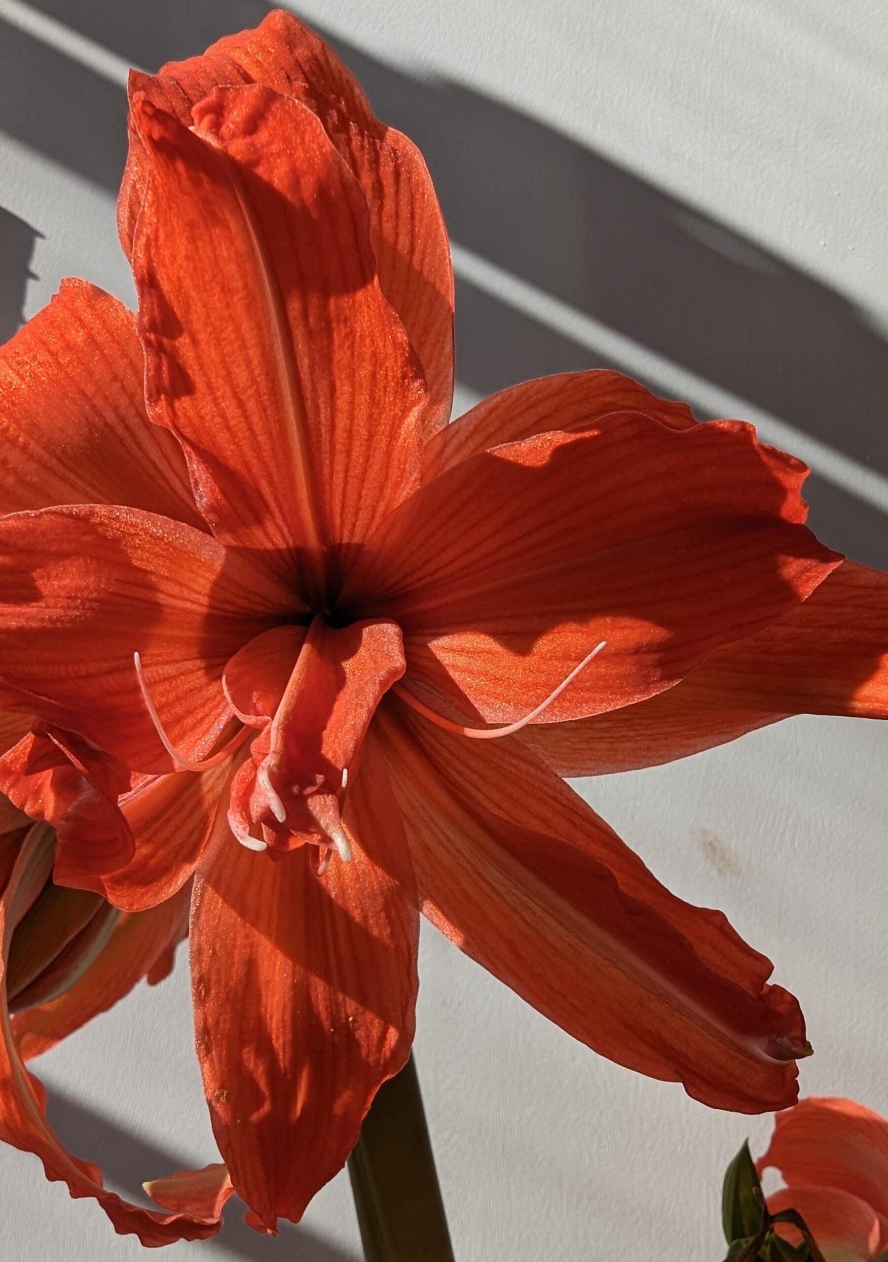Fanfare amaryllis bulbs from Bulb & Blossom produce multiple stems of vibrant double orange-red blooms. A cultivar of Hadeco Bulbs South Africa.