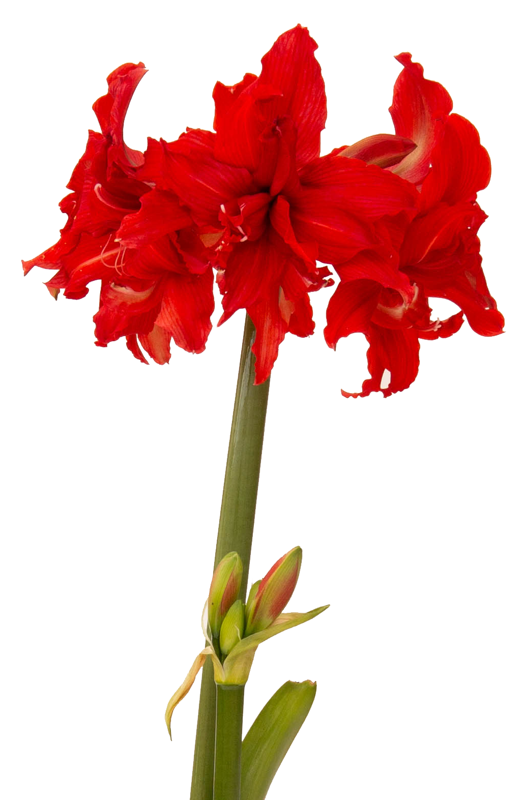 A vibrant red Fanfare Amaryllis flower in full bloom, showcasing multiple petals, stands regally atop a tall green stem. Beneath the main blossoms, additional unopened buds are also visible. This stunning flower comes from our Fanfare Amaryllis - Bare Bulb collection.
