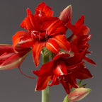 Fanfare amaryllis bulbs from Bulb & Blossom produce multiple stems of medium sized double blooms in bold red. A cultivar of Hadeco Bulbs South Africa.