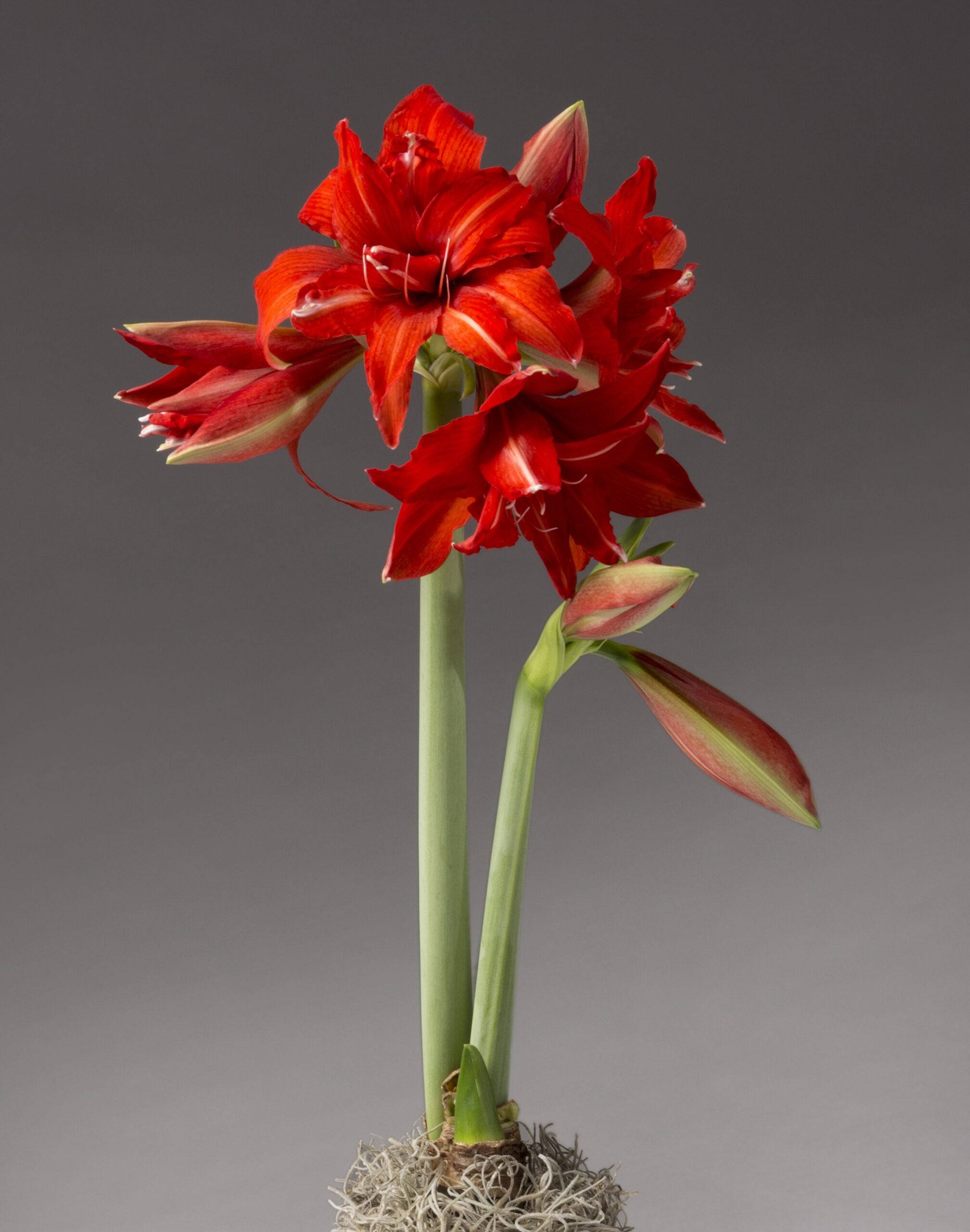 Fanfare amaryllis bulbs from Bulb & Blossom produce multiple stems of medium sized double blooms in bright red. A cultivar of Hadeco Bulbs South Africa.