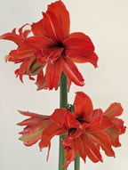 Fanfare amaryllis bulbs from Bulb & Blossom produce multiple stems of medium sized double red blooms. A cultivar of Hadeco Bulbs South Africa.