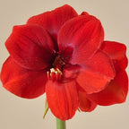 Ferrari amaryllis from Bulb & Blossom produces multiple stems of large classic red single blooms with a velvety sheen.