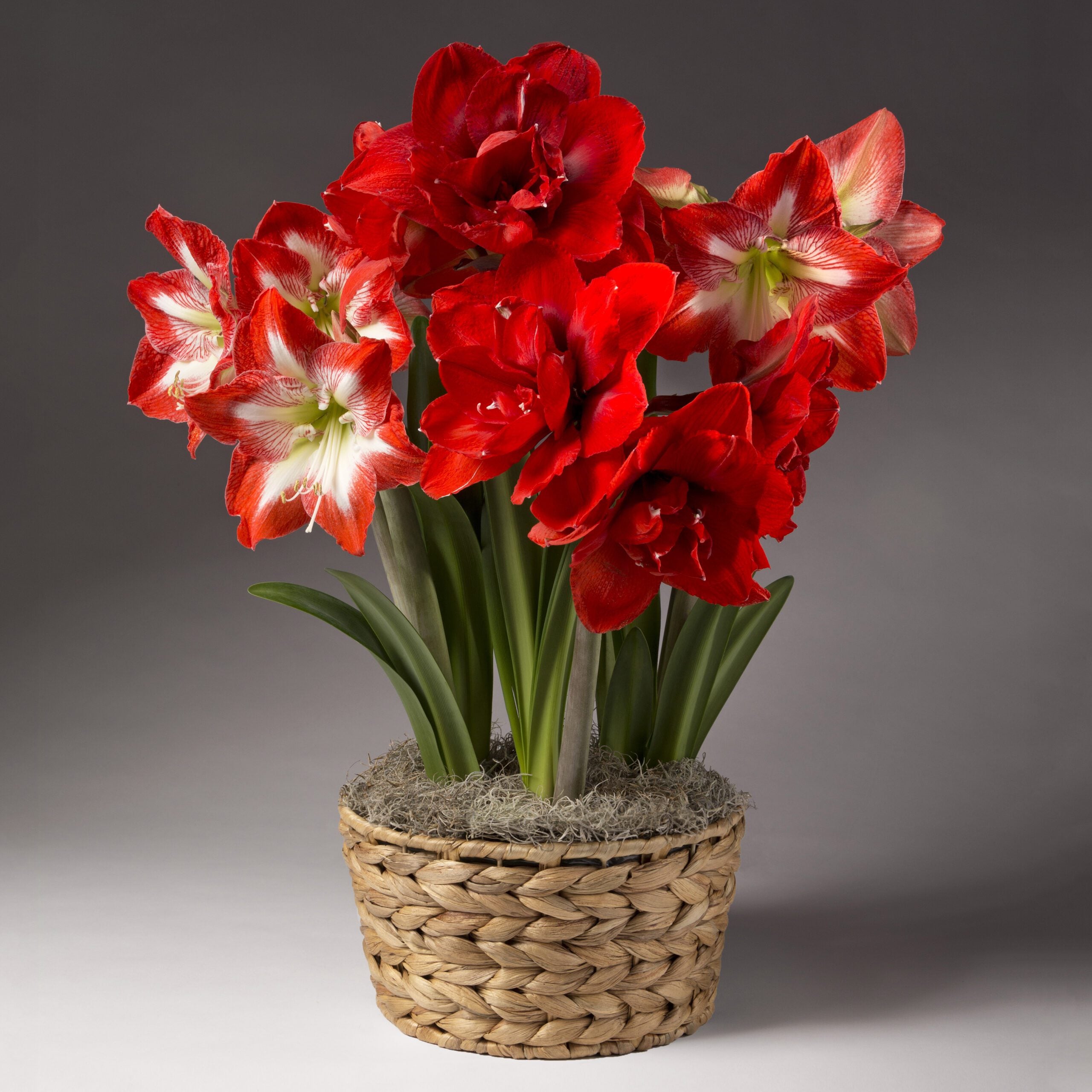 The Festive Potted Amaryllis Trio from Bulb & Blossom features vibrant red double, and red & white single amaryllis varieties pre-potted in an 8" liner with a decorative basket.