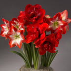 The Festive Potted Amaryllis Trio from Bulb & Blossom features vibrant red double, and red & white single amaryllis varieties pre-potted in an 8" liner with a decorative basket.