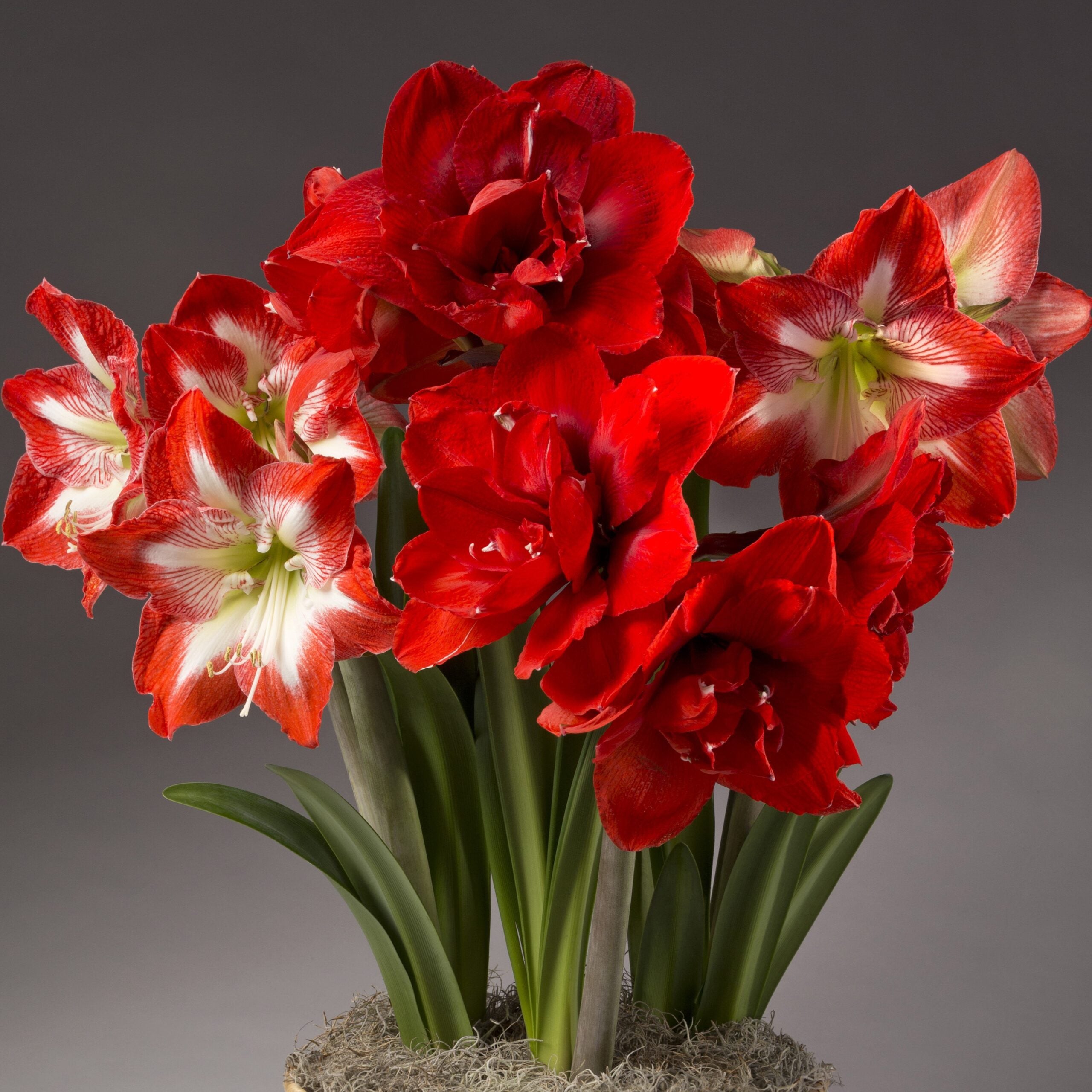 The Festive Potted Amaryllis Trio from Bulb & Blossom features vibrant red double, and red & white single amaryllis varieties pre-potted in an 8" liner with a decorative basket.
