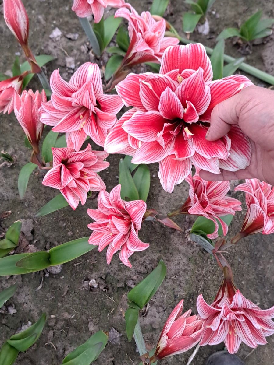A grouping of several red and pink double amaryllis blossoms growing from a garden bed of soil with a hand entering the frame from the right side and holding the largest of the blossoms. 