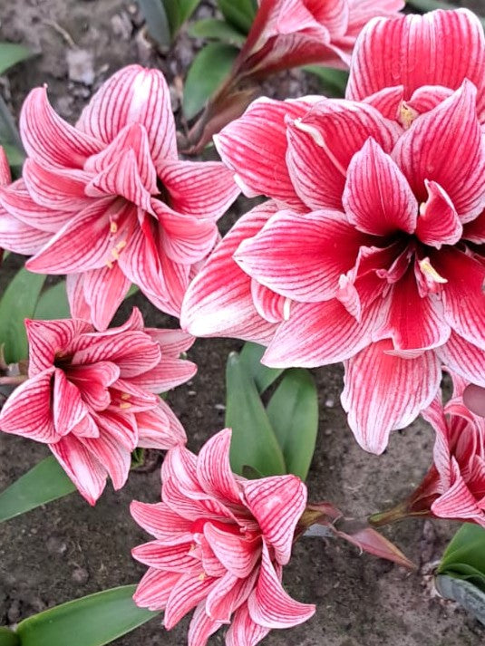 A grouping of five red and pink striped double amaryllis blooms viewed from above a garden surface, with green foliage visible.