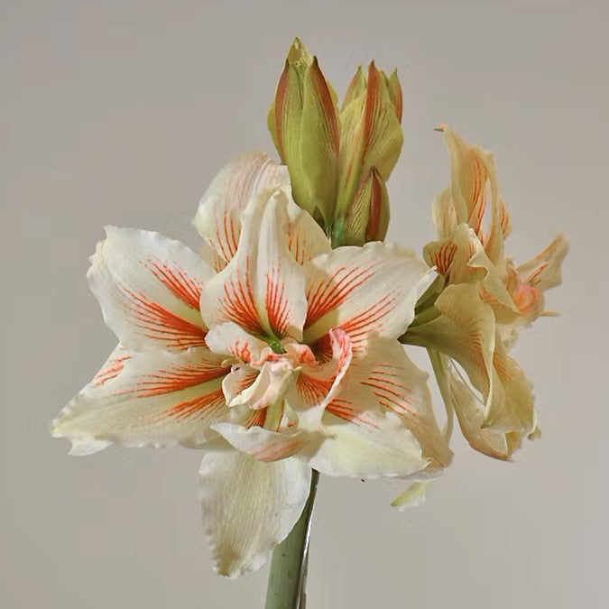 Firestorm Amaryllis bulbs from Bulb & Blossom will produce multiple stems of large white double blooms with vibrant orange-red striping.