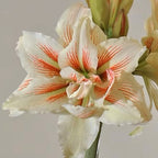 Firestorm Amaryllis bulbs from Bulb & Blossom will produce multiple stems of large white double blooms with bold orange-red stripes radiating from their centers.
