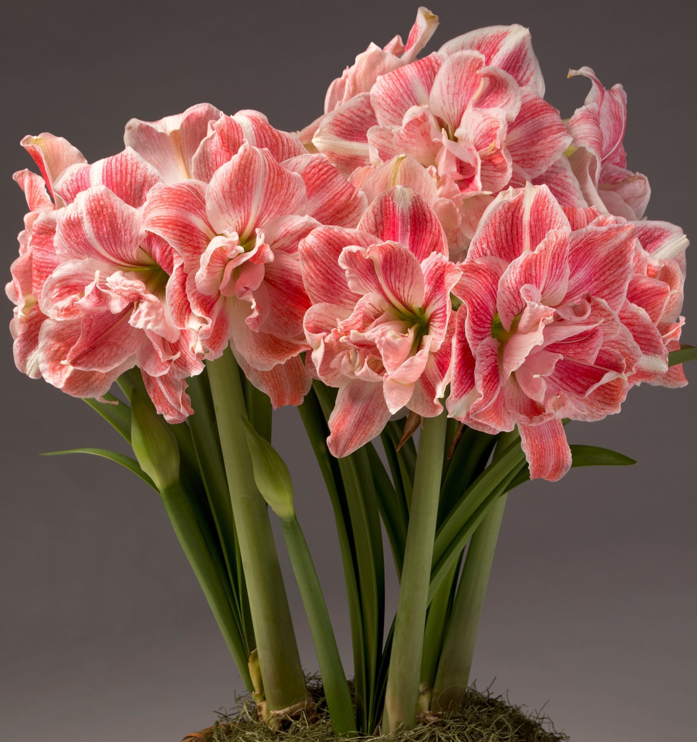 A bouquet of First Love Amaryllis - Bare Bulb flowers with large, ruffled petals in shades of pink and white, accompanied by long green stems, set against a neutral gray background. The flowers are in full bloom, exhibiting vibrant colors and rich textures.