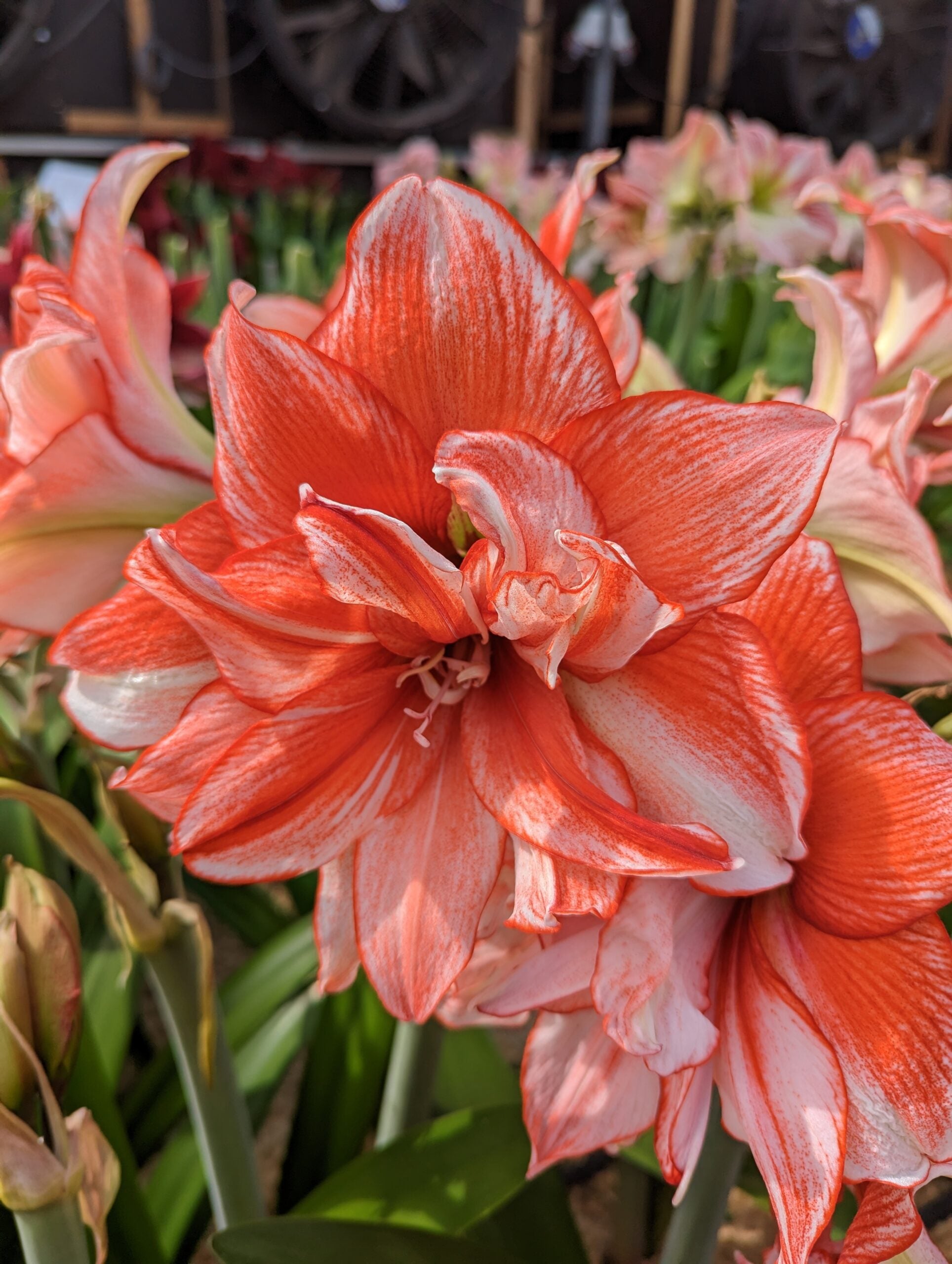 A vibrant orange and white Flamed Amadeus Amaryllis flower in full bloom, surrounded by green leaves and other amaryllis flowers in various stages of bloom. The petals feature a striking striped pattern, creating a beautiful and eye-catching display.
