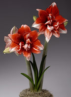 Two vibrant Flamed Amadeus Amaryllis flowers in full bloom rise from a base of mossy soil, supported by tall green stems with long, narrow leaves. The dark grey background accentuates the vivid colors and intricate petal details of the Flamed Amadeus Amaryllis.

