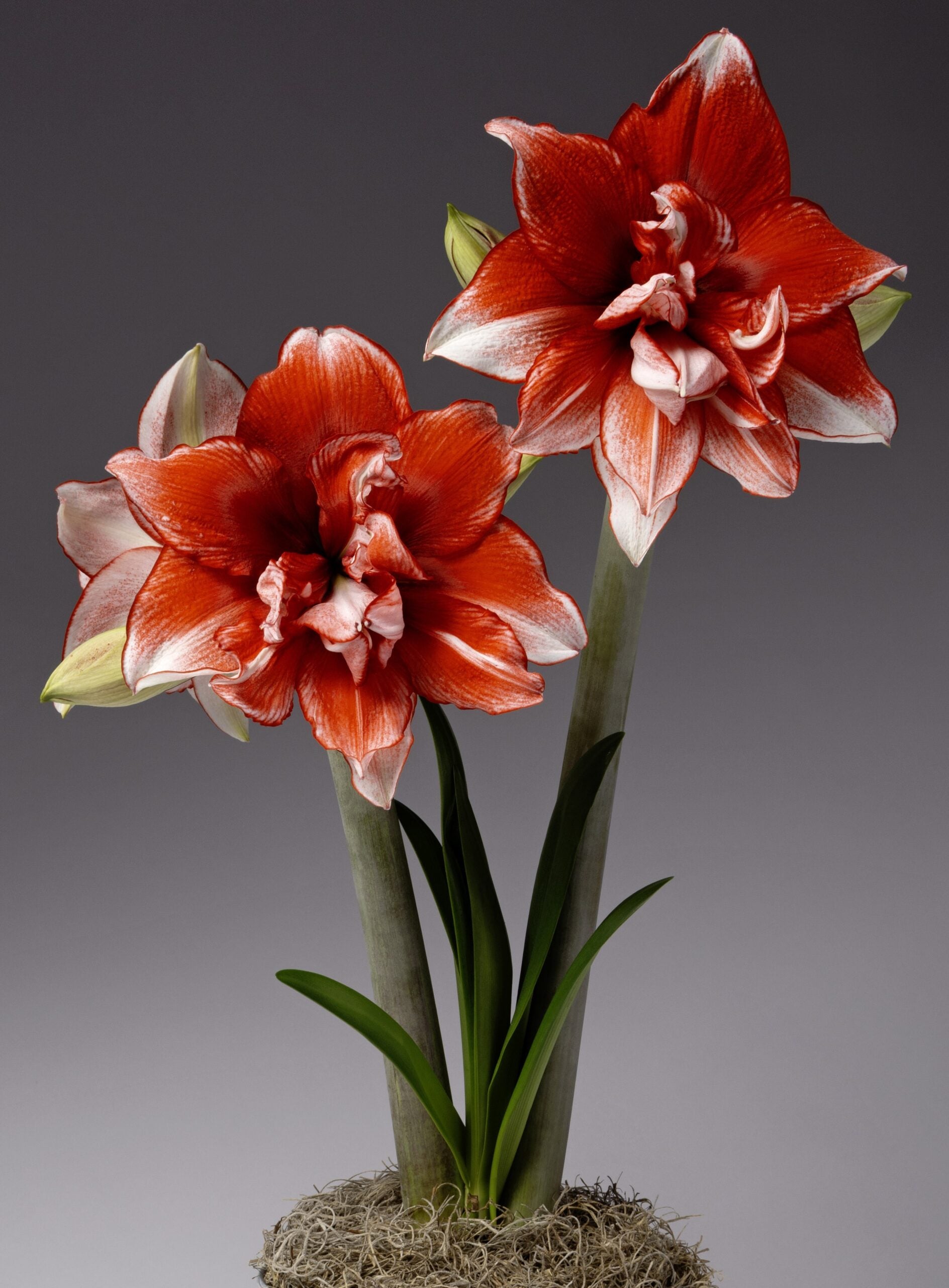 Two vibrant Flamed Amadeus Amaryllis flowers in full bloom rise from a base of mossy soil, supported by tall green stems with long, narrow leaves. The dark grey background accentuates the vivid colors and intricate petal details of the Flamed Amadeus Amaryllis.

