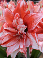 Close-up of a vibrant Flamed Amadeus Amaryllis in full bloom, featuring its broad, red and white striped petals. The intricate details and layers of the petals are in sharp focus, against a softly blurred background of similar flowers.