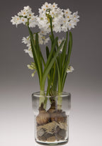 A clear glass vase holds several blooming paperwhite narcissus flowers. Their white petals and green stems rise from bulbs nestled among small pebbles at the bottom of the vase, against a gradient gray background.