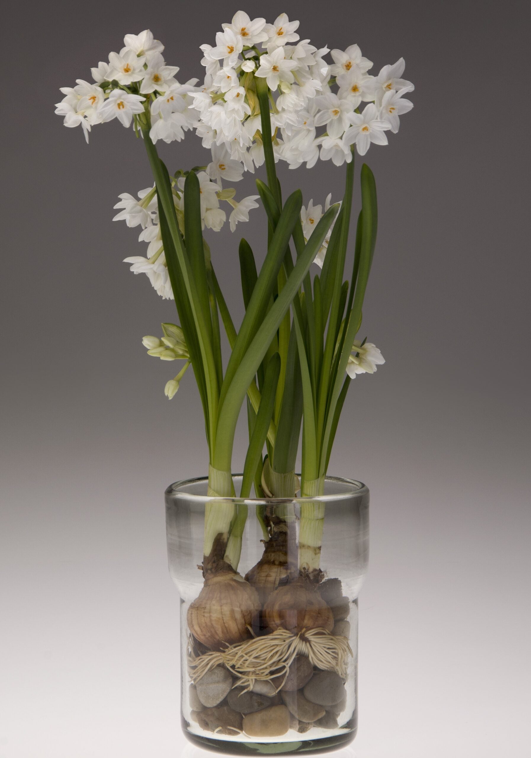 A clear glass vase holds several blooming paperwhite narcissus flowers. Their white petals and green stems rise from bulbs nestled among small pebbles at the bottom of the vase, against a gradient gray background.