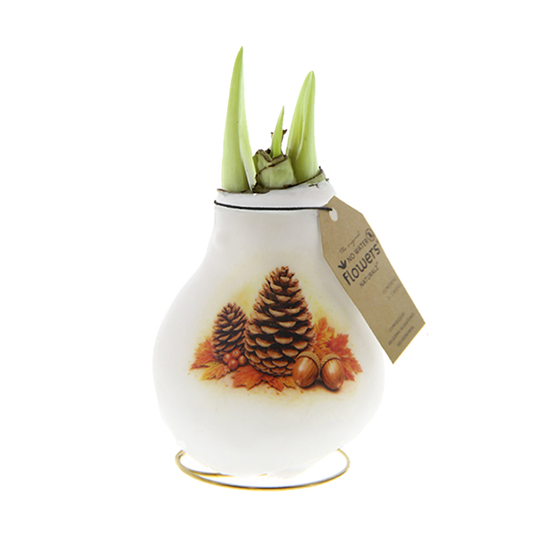 A white waxed amaryllis bulb decorated with a pinecone and autumn leaves design, with two amaryllis buds sprouting. A brown paper hangtag is attached to the neck.