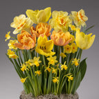 A cheerful Four Months of Color Story Gardens display featuring vibrant yellow and orange tulips and daffodils with lush green leaves, set against a plain gray background for a bright springtime arrangement.