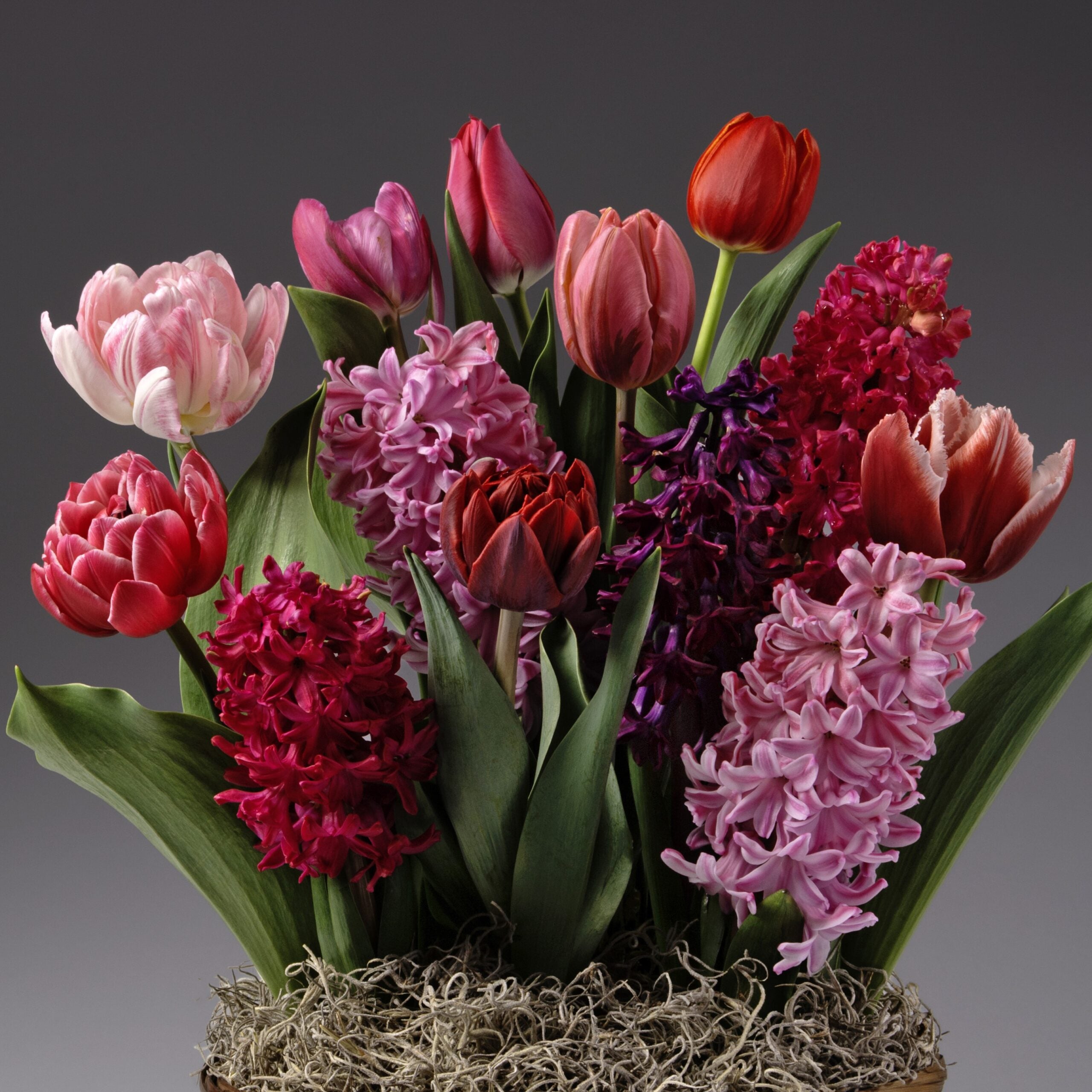 Experience Four Months of Color Story Gardens featuring red and pink tulips, hyacinths, and lush green leaves nestled in moss, beautifully arranged against a sleek dark gray backdrop.