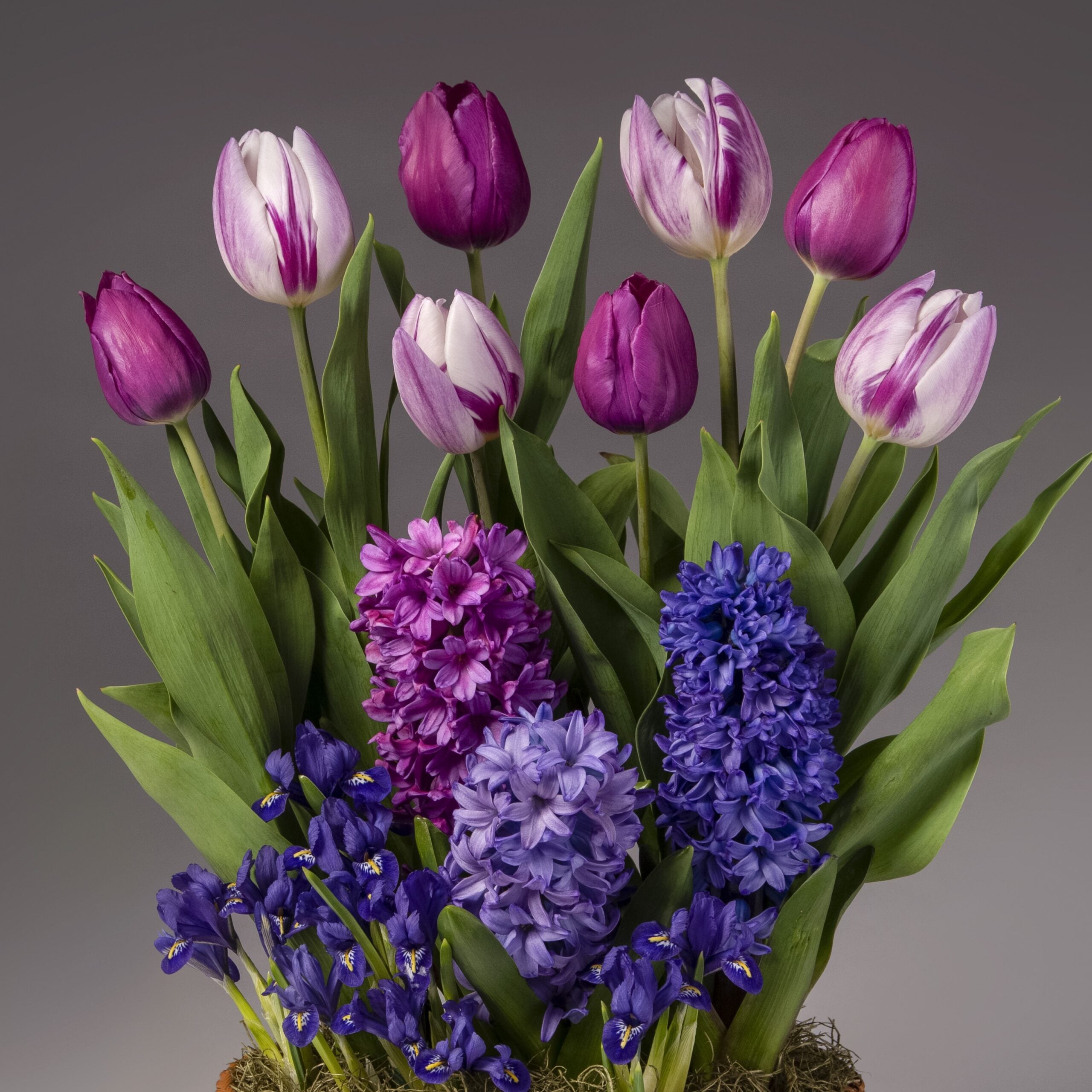 The Four Months of Color Story Gardens features a potted arrangement with purple and white tulips, blue and purple hyacinths, and deep purple irises set against a neutral gray background.