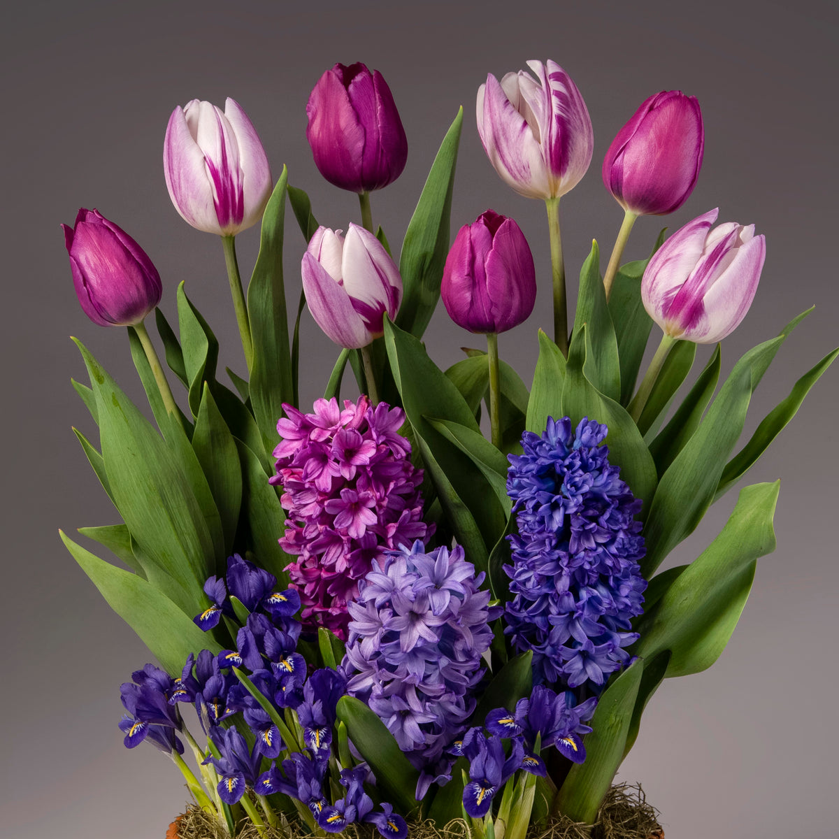 The Four Months of Color Story Gardens features a potted arrangement with purple and white tulips, blue and purple hyacinths, and deep purple irises set against a neutral gray background.