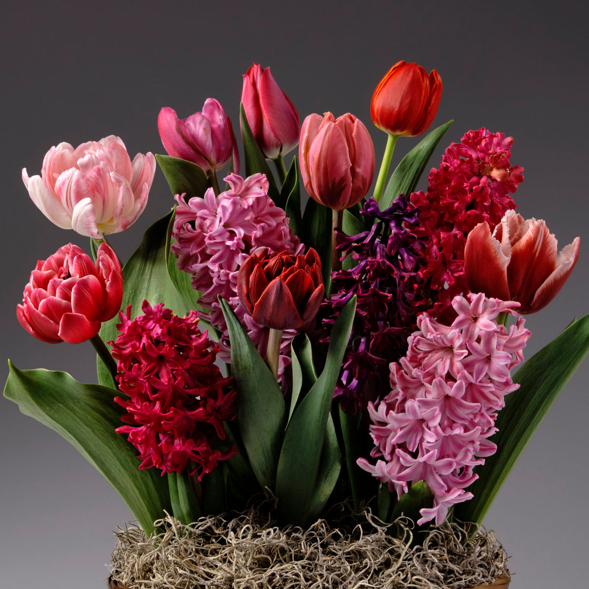 Experience Four Months of Color Story Gardens featuring red and pink tulips, hyacinths, and lush green leaves nestled in moss, beautifully arranged against a sleek dark gray backdrop.